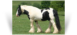 Billy Boy - aka The Christie Horse